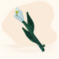  - Calla Lily