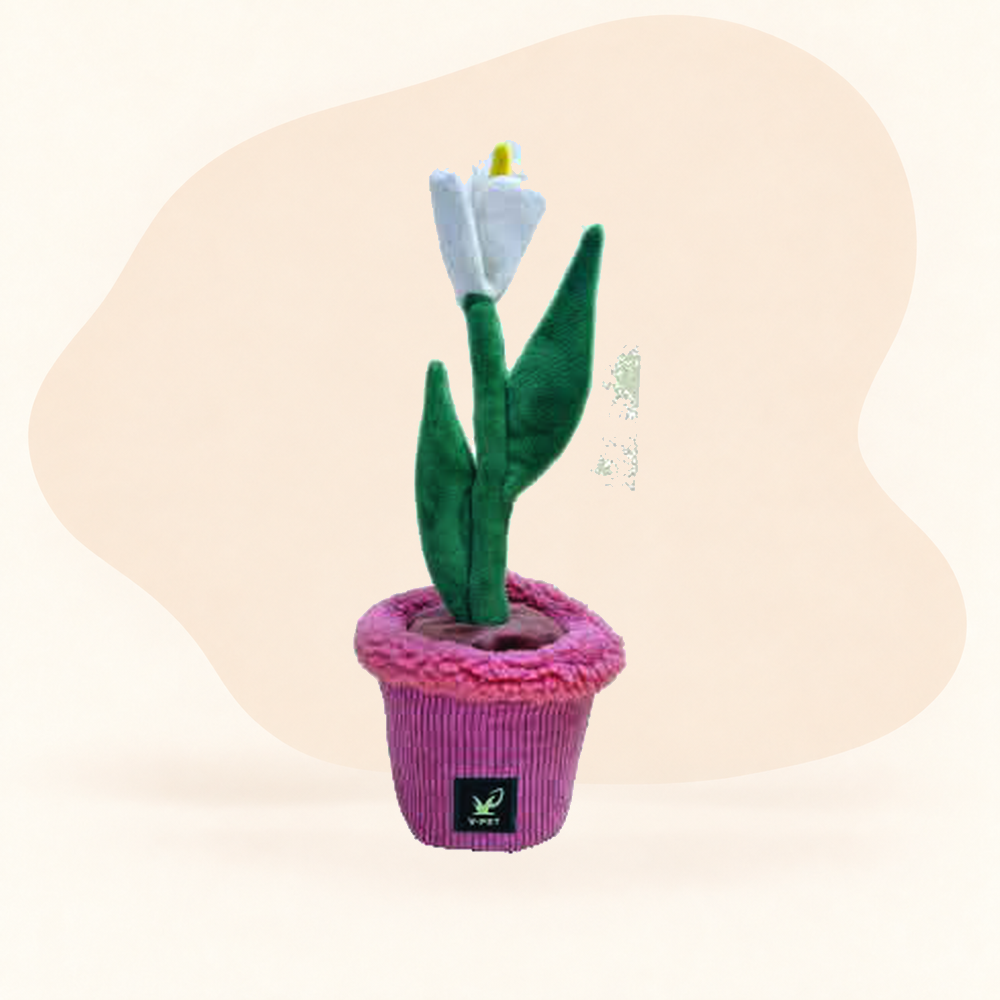  - Calla Lily